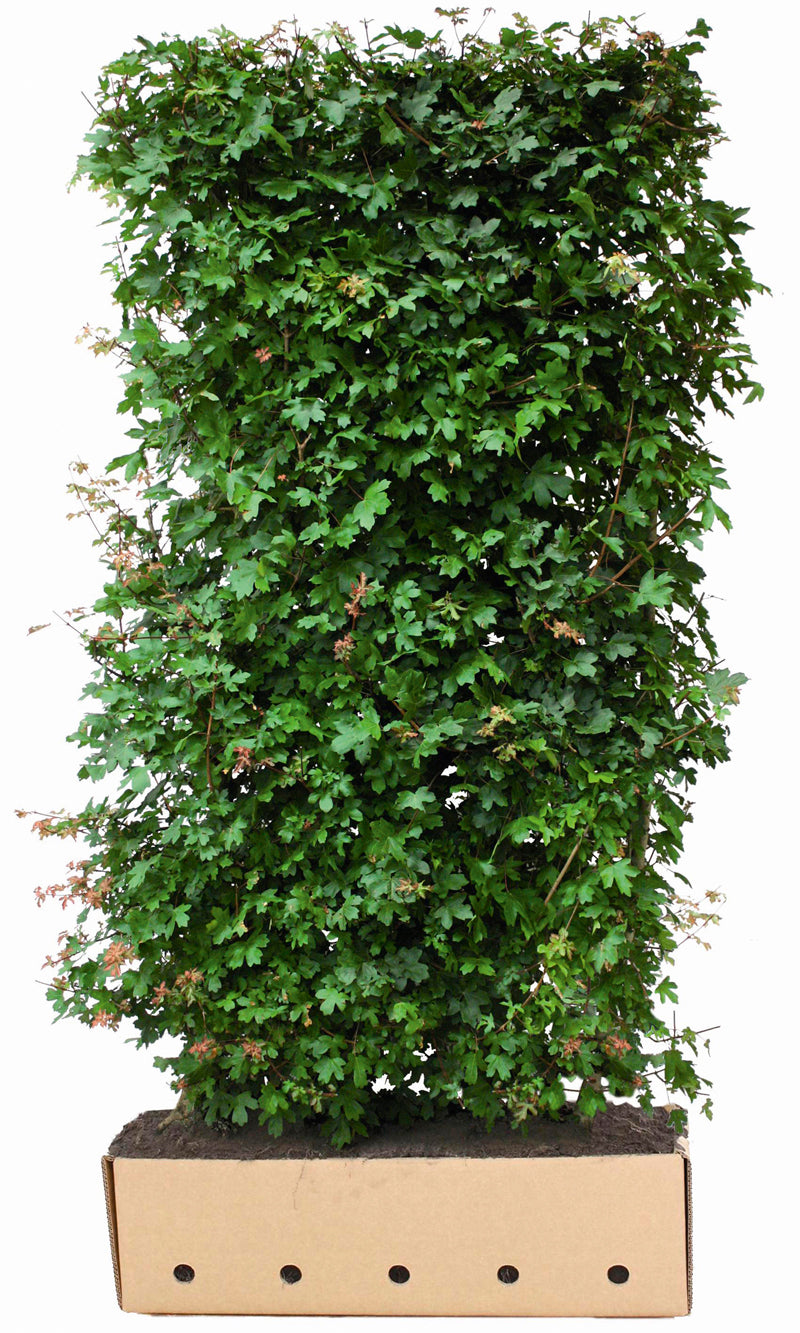 Acer campestre B 100 x D 40 cm x H 200 cm