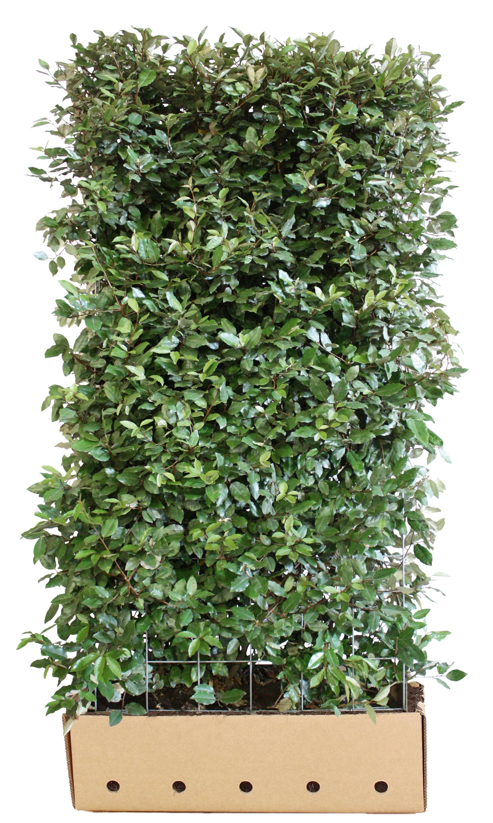 Elaeagnus ebbingei Compacta B 100 x D 40 cm x H 180 cm