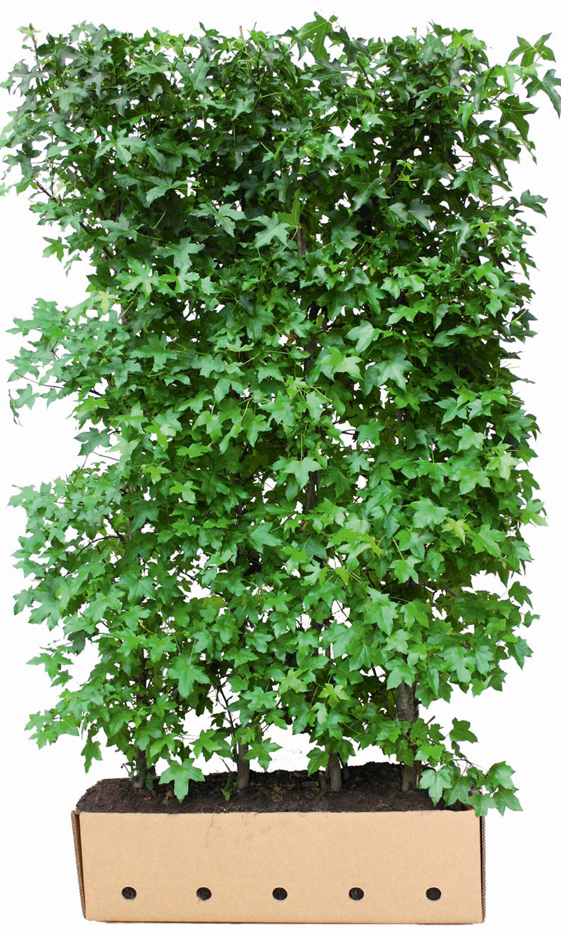 Liquidambar styraciflua B 100 x D 40 cm x H 200 cm