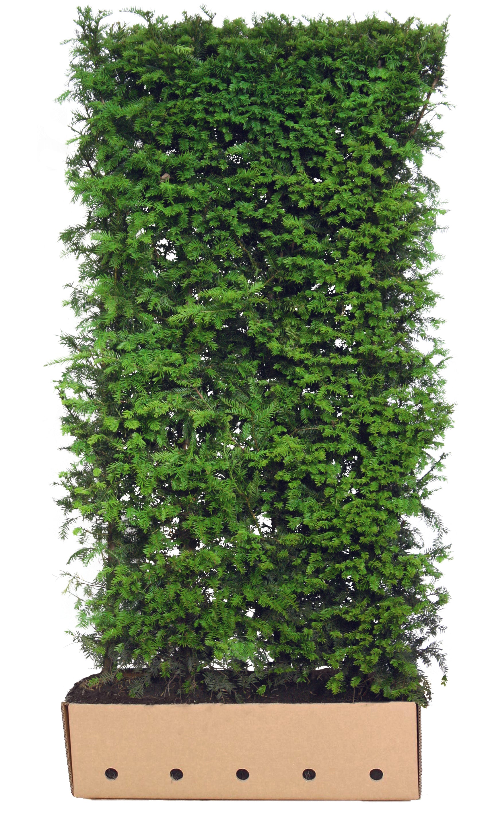 Taxus baccata B 100 x D 40 cm x H 200 cm