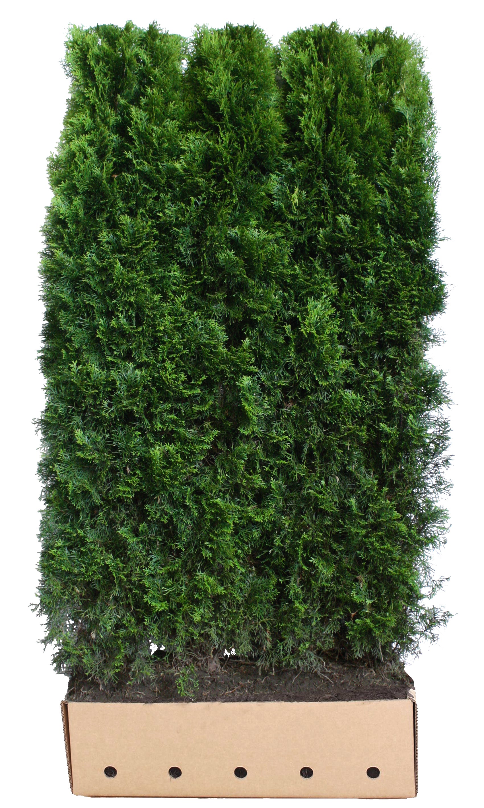 Thuja occidentalis Smaragd B 100 x D 40 cm x H 200 cm