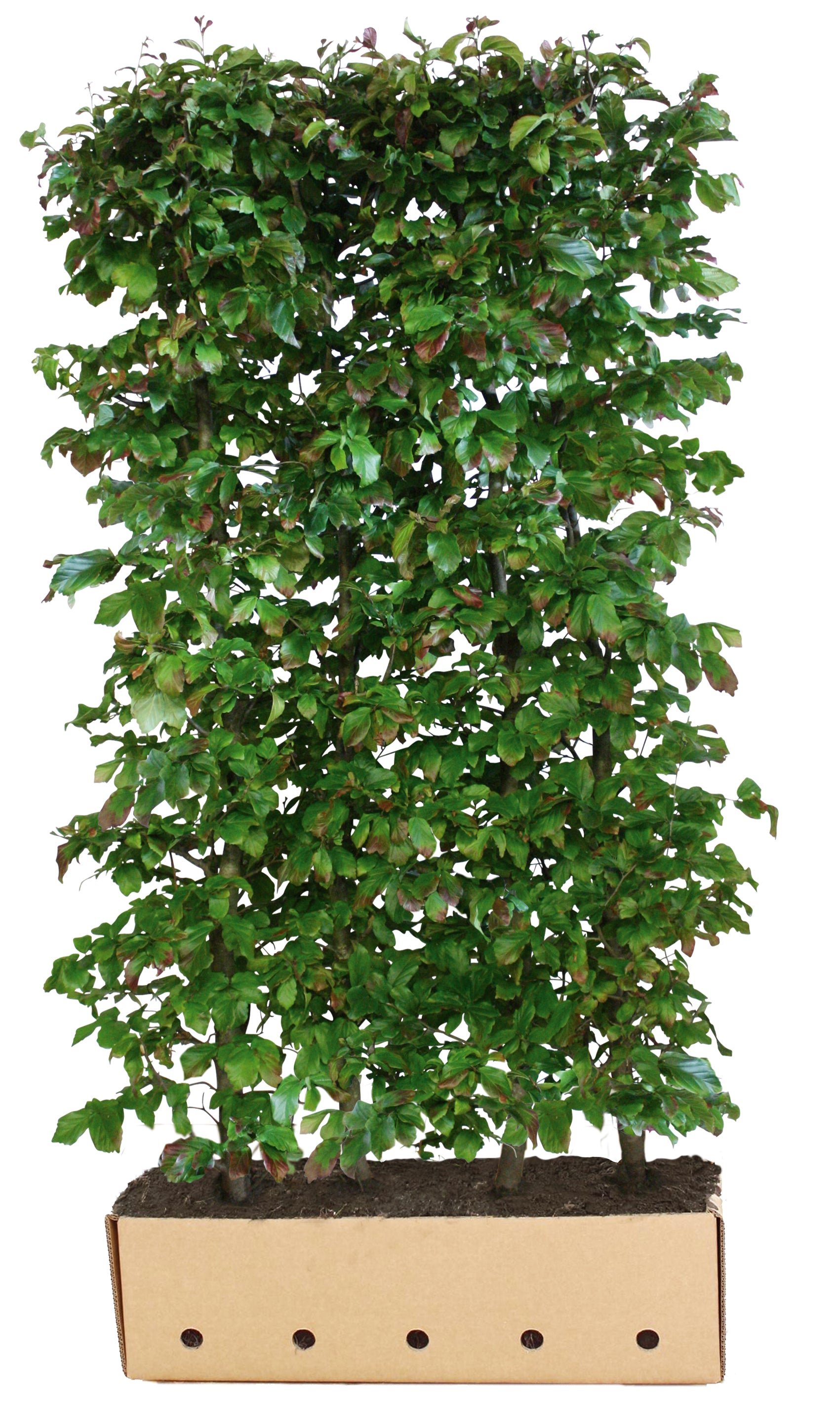 Parrotia persica Vanessa B 100 x D 40 cm x H 200 cm