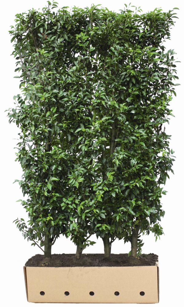 Prunus lusitanica Angustifolia B 100 x D 40 cm x H 150 cm