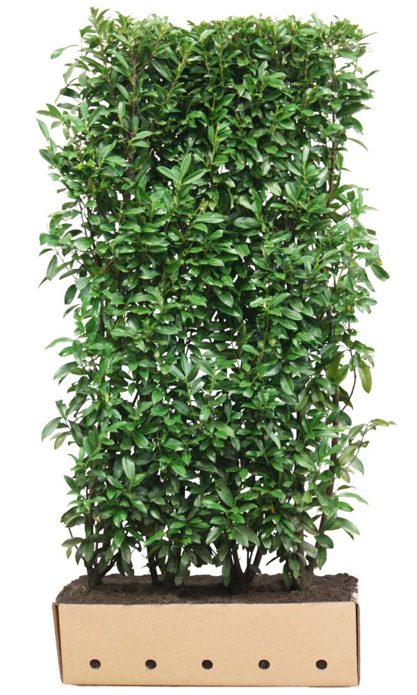 Prunus laurocerasus Genolia B 100 x D 40 cm x H 180 tot 200 cm