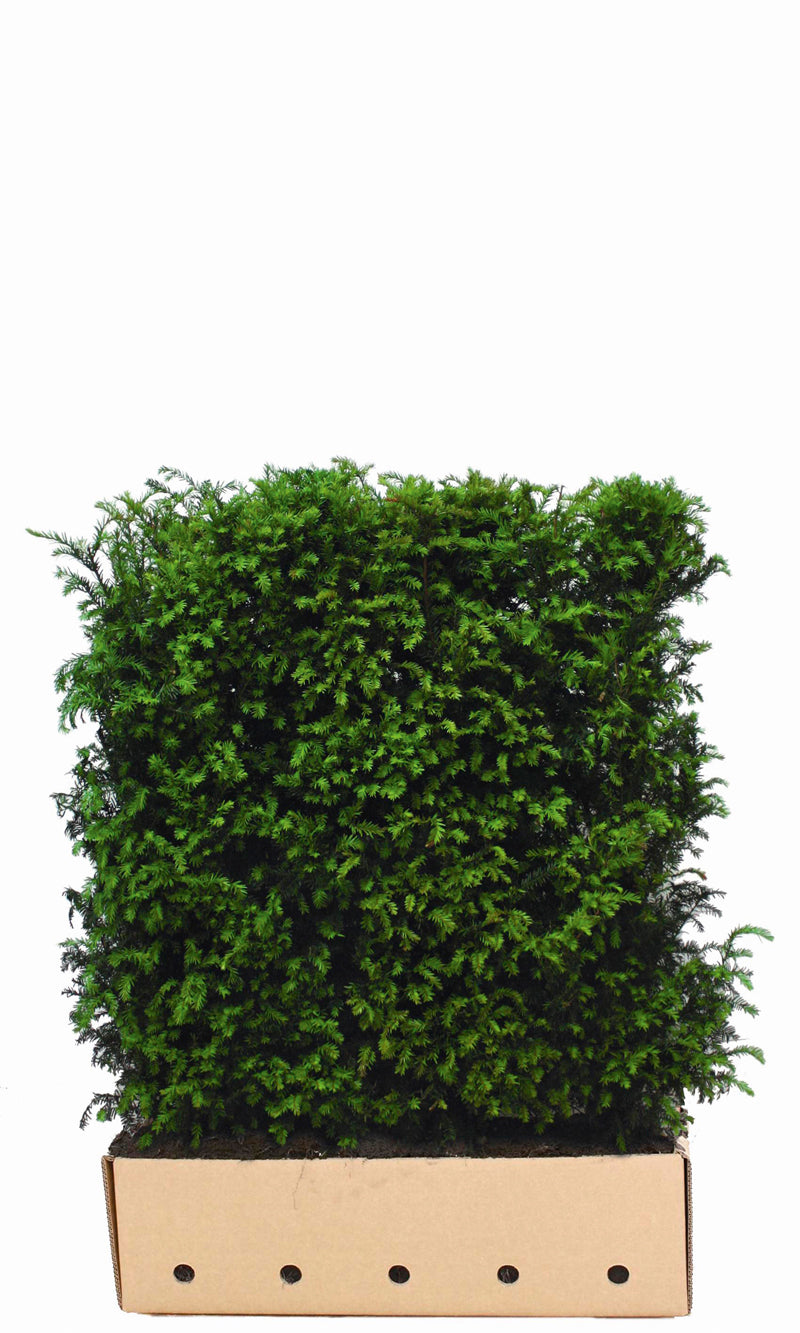 Taxus baccata B 100 x D 40 cm x H 120 cm