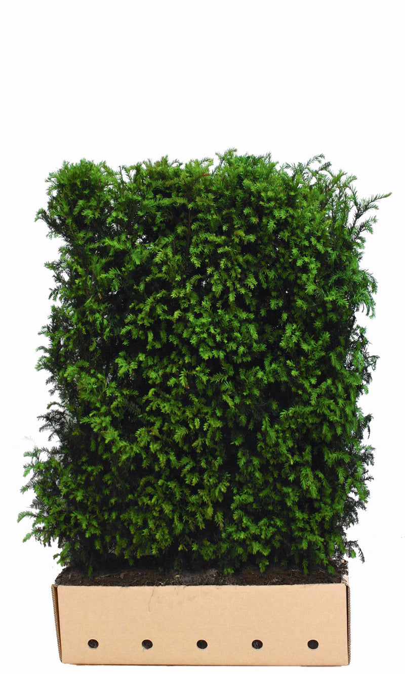 Taxus baccata B 100 x D 40 cm x H 150 cm