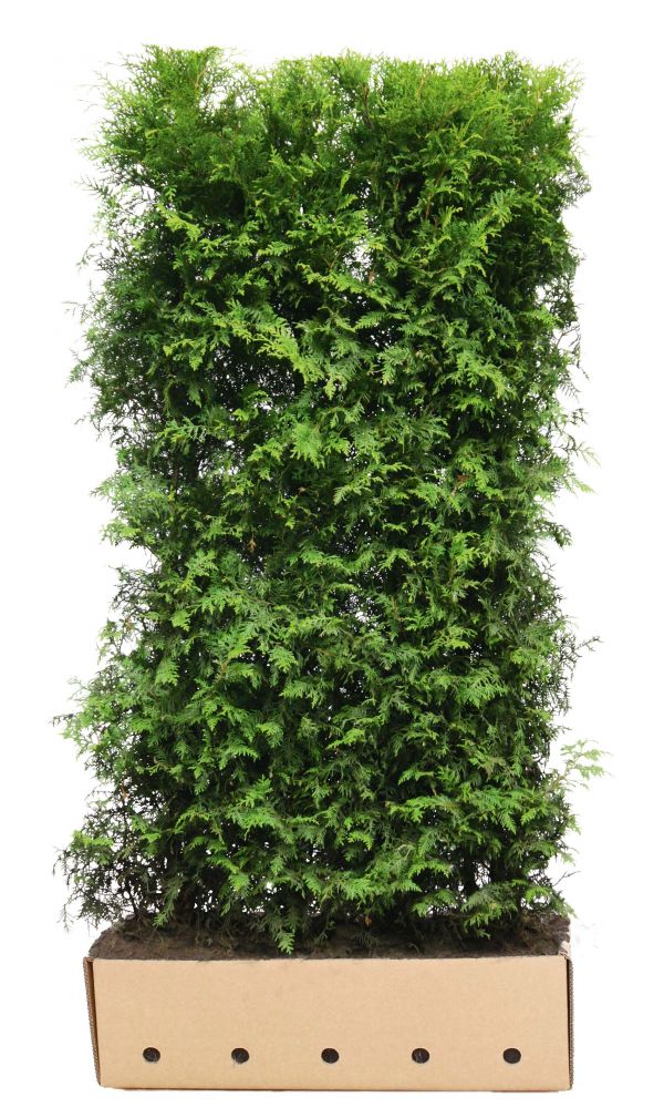 Thuja occidentalis Brabant B 100 x D 40 cm x H 200 cm