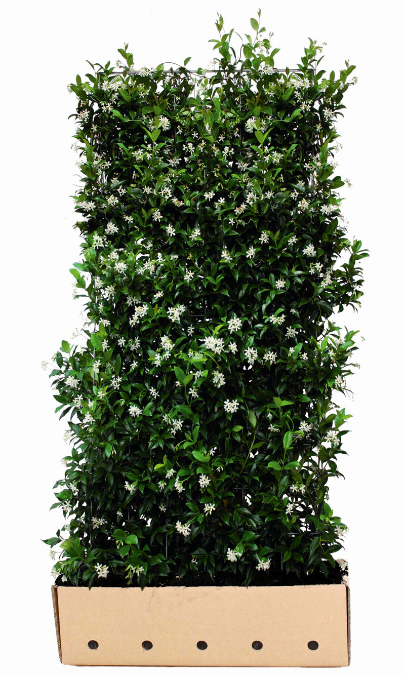 Trachelospermum jasminoides B 100 x D 40 cm x H 180 cm