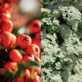 Pyracantha 'Dart's Red' 120 x 155 Mobilane Kant & Klaar Haag