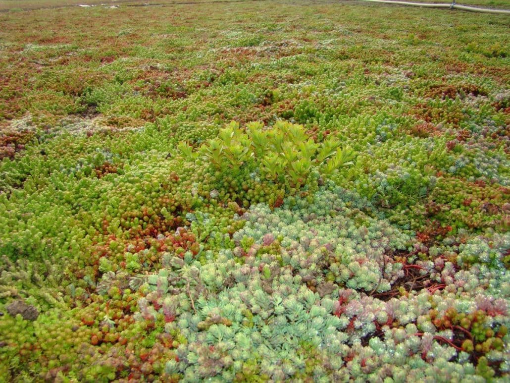 Sedum Vegetatiemat