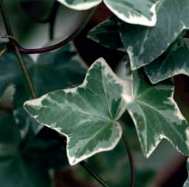 Hedera helix 'Glacier' 120 x 180 Mobilane Kant & Klaar Haag