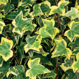 Hedera helix 'Goldchild' 120 x 180 Mobilane Kant & Klaar Haag