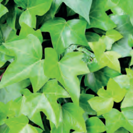 Hedera helix "Green Ripple' 120 x 180 Mobilane Kant & Klaar Haag
