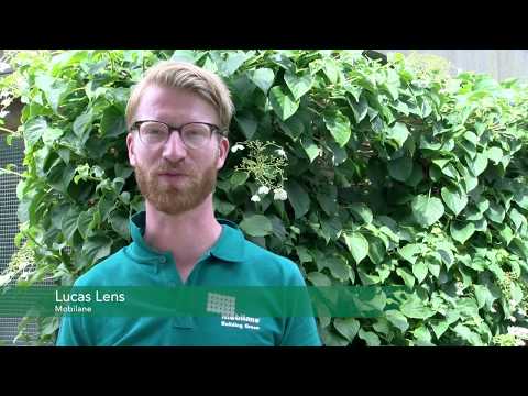 Hedera helix 'Woerner' 120 x 200 Mobilane Kant & Klaar Haag