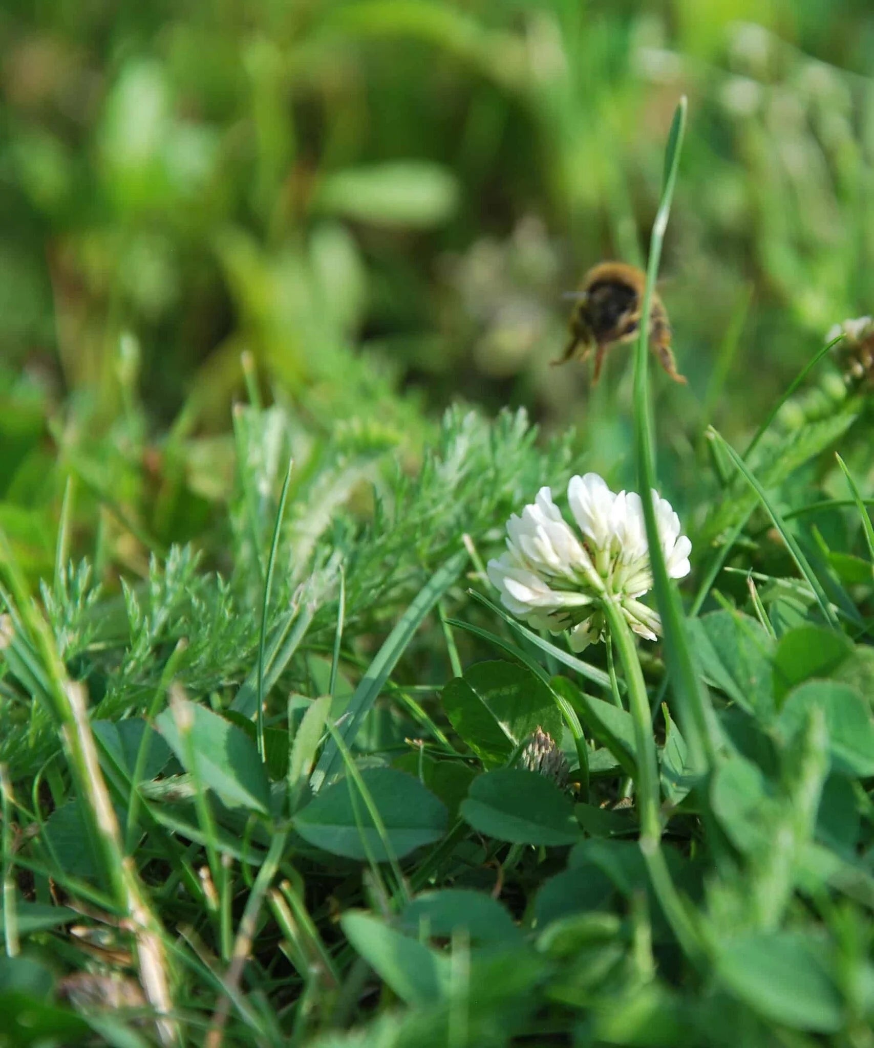 EcoGazon voor openbaar groen en particuliere tuinen
