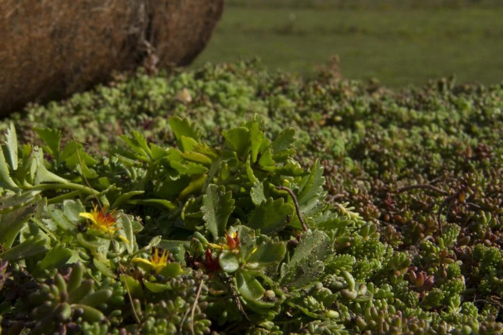 Sedum Vegetatiemat