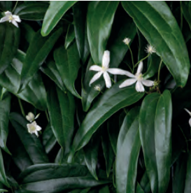 Trachelospermum jasminoides 120 x 180 Mobilane Kant & Klaar Haag