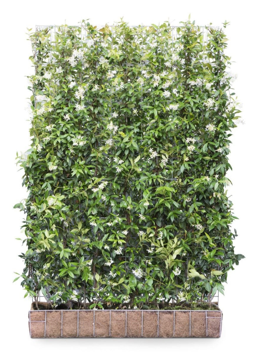 Trachelospermum jasminoides 120 x 180 Mobilane Kant & Klaar Haag