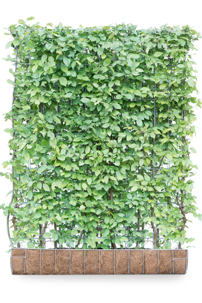 Carpinus betulus 120 x 155 Mobilane Kant & Klaar Haag
