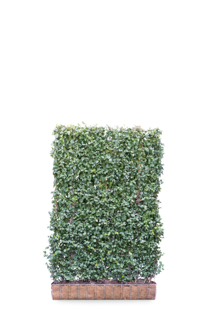 Mobilane Hardhouten Bak 145 x 60 x 50 (incl. haag 120 x 180)