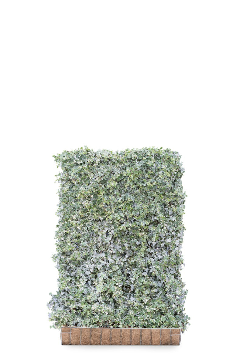 Mobilane Hardhouten Bak 144 x 40 x 40 (incl. haag 120 x 180)