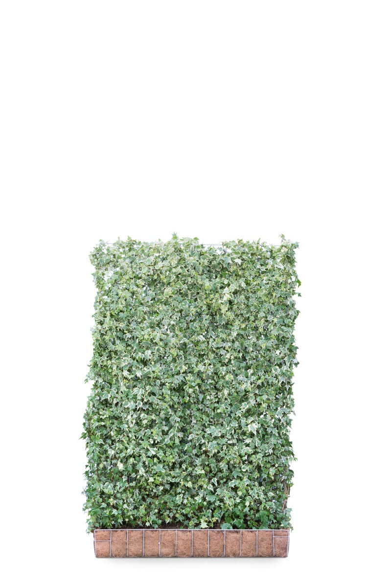 Mobilane Hardhouten Bak 145 x 60 x 50 (incl. haag 120 x 180)