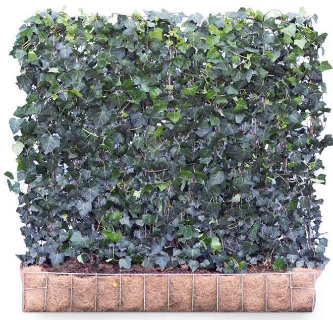 Hedera helix 'Woerner' 120 x 100 Mobilane Kant & Klaar Haag