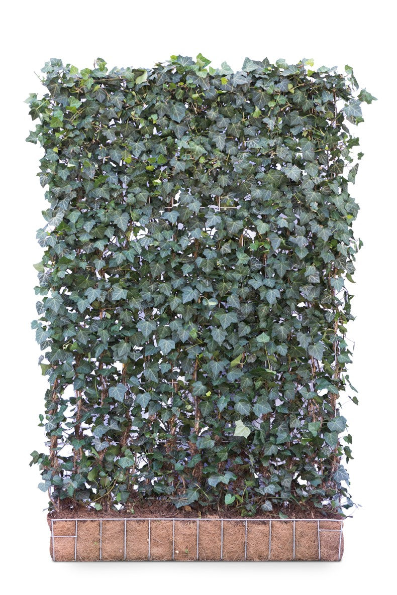 Hedera helix 'Woerner' 120 x 220 Mobilane Kant & Klaar Haag