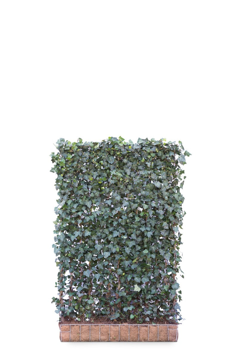 Mobilane Hardhouten Bak 144 x 40 x 40 (incl. haag 120 x 180)