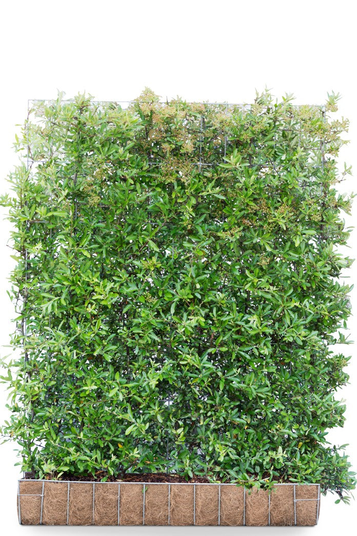 Pyracantha 'Dart's Red' 120 x 155 Mobilane Kant & Klaar Haag
