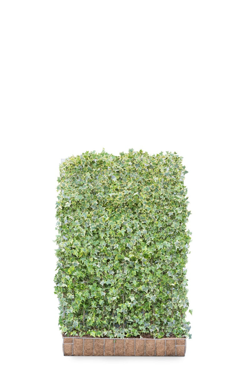 Mobilane Hardhouten Bak 144 x 40 x 40 (incl. haag 120 x 180)