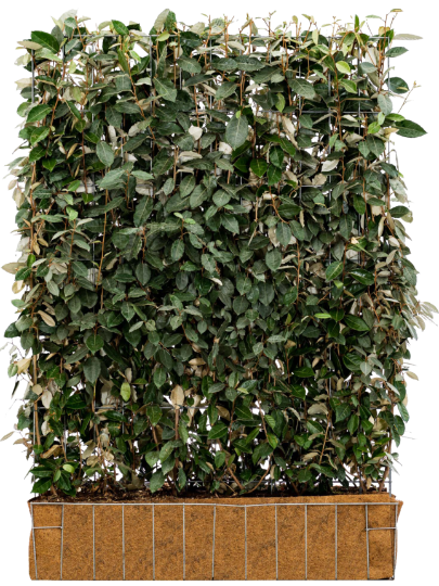 Mobilane Elaeagnus Ebbingei 120 x 155 cm