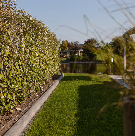 Mobilane Elaeagnus Ebbingei 120 x 180 cm