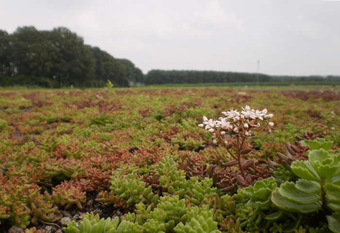 Sedum Vegetatiemat