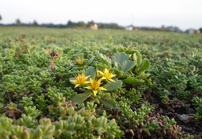 Sedum Vegetatiemat