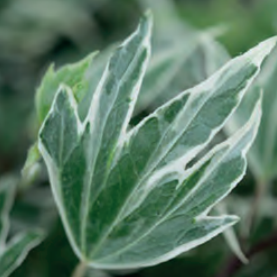 Hedera helix 'White Ripple' 120 x 180 Mobilane Kant & Klaar Haag