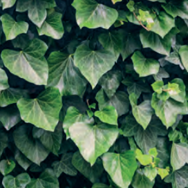 Hedera helix 'Woerner' 120 x 300 Mobilane Kant & Klaar Haag