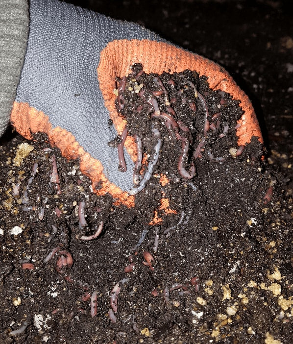 Wormenmix voor bodemverbetering 1 kg
