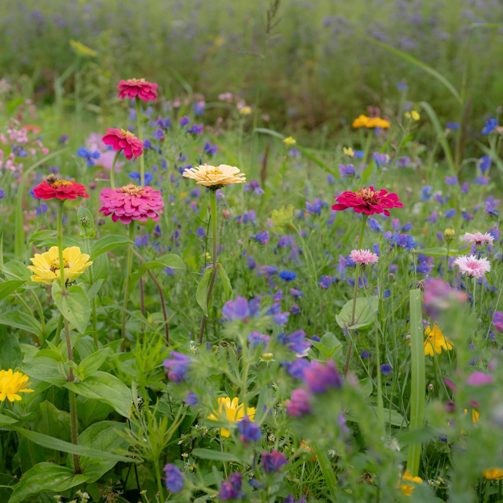 Green Star Zomerbloemenmengsel