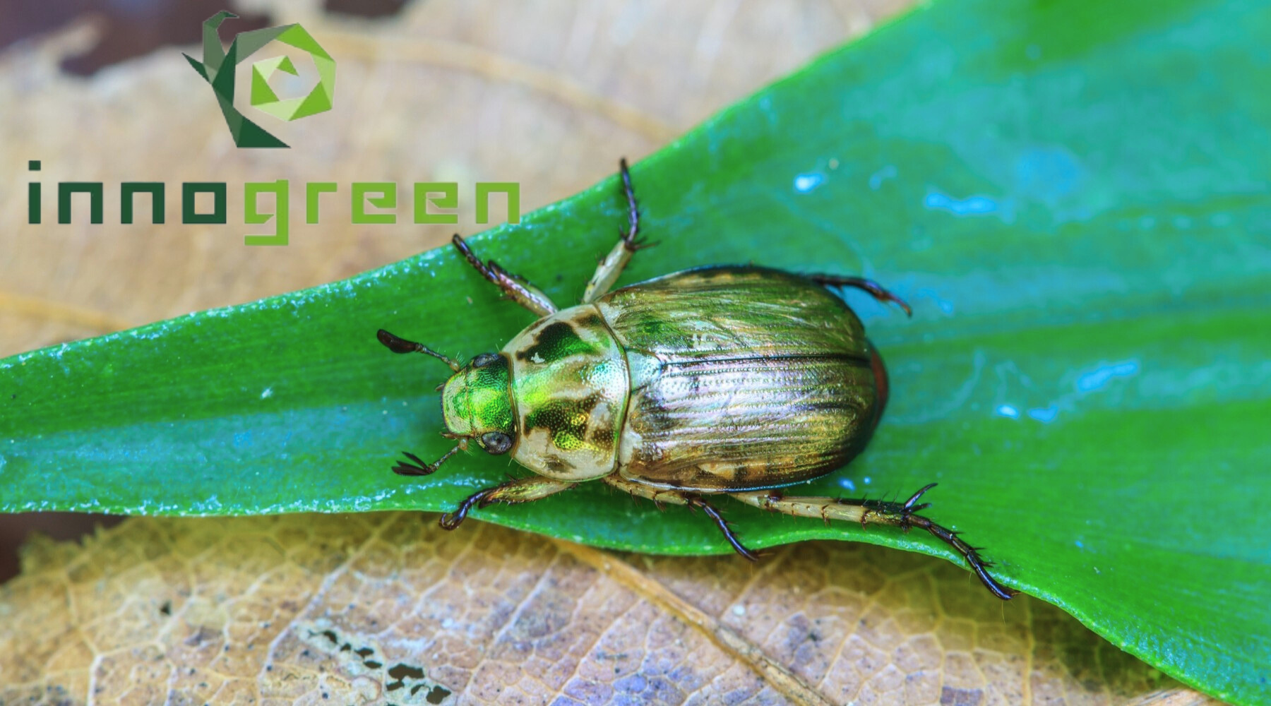 Innogreen bestrijdingskalender