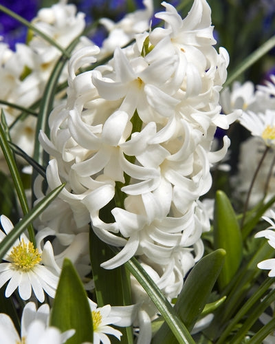Hyacinthen Carnegie