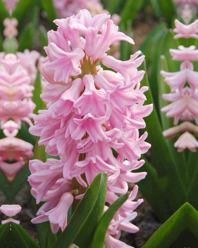 Hyacinthen Pink Surprise