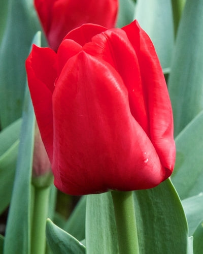 Tulipa Escape