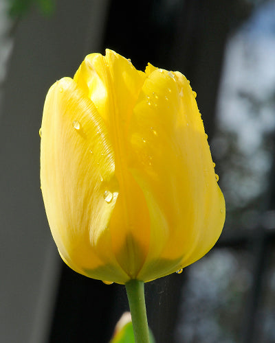 Tulipa Jan van Nes