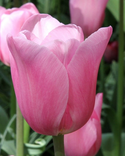 Tulipa Mistress