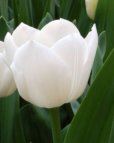 Tulipa Royal Virgin