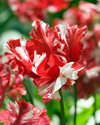 Tulipa Estella Rijnveld