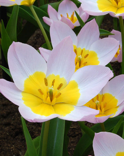Tulipa bakeri Lilac Wonder