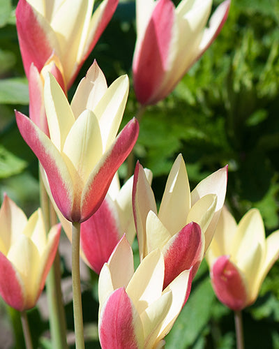 Tulipa clusiana Cynthia
