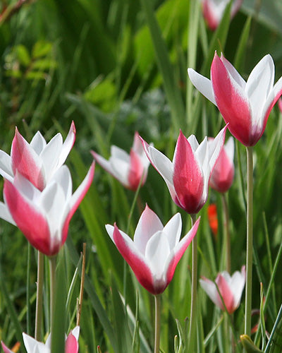 Tulipa clusiana Peppermintstick